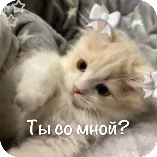 🫥 Стикер «This is my» для Telegram