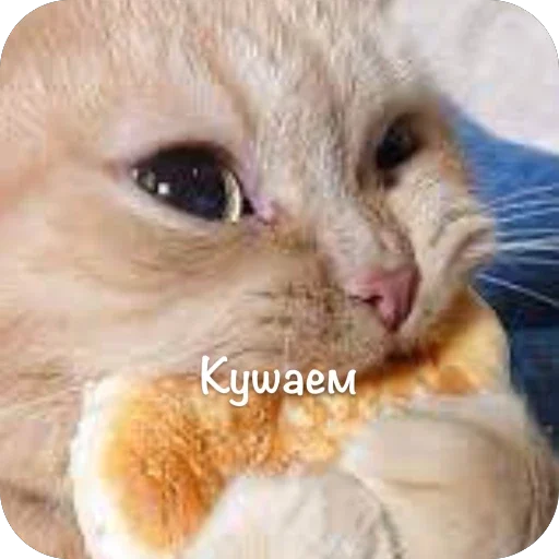 🫥 Стикер «This is my» для Telegram