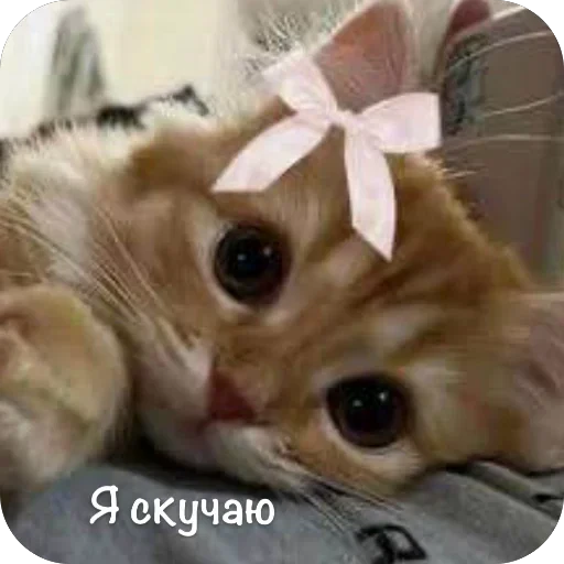🫥 Стикер «This is my» для Telegram