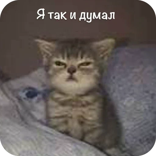 🫥 Стикер «This is my» для Telegram
