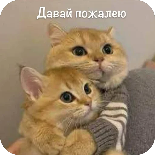 🫥 Стикер «This is my» для Telegram