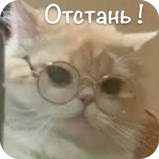 🫥 Стикер «This is my» для Telegram