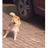 Стикер 6 Tiktok Memes