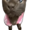 Стикер 35 Tiktok Memes