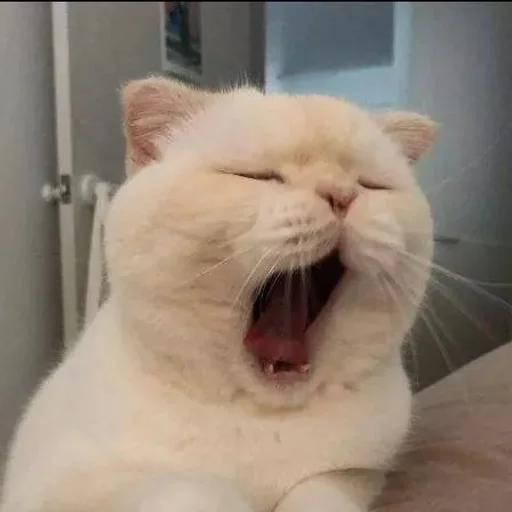 🐱 Стикер «kolelas cats» для Telegram