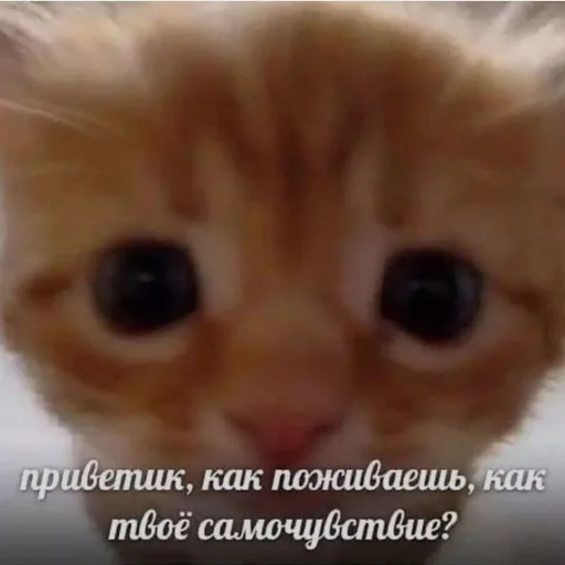 🐱 Стикер «kolelas cats» для Telegram