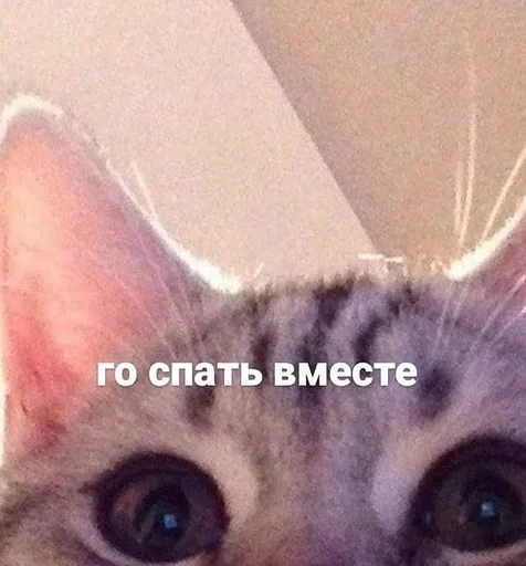 🐱 Стикер «kolelas cats» для Telegram