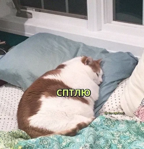🐱 Стикер «kolelas cats» для Telegram