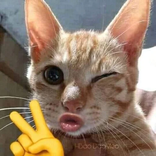🐱 Стикер «kolelas cats» для Telegram