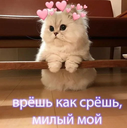 🐱 Стикер «kolelas cats» для Telegram