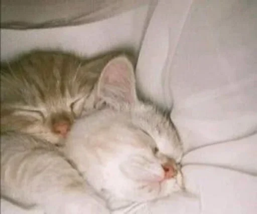 🌟 Стикер «kolelas cats» для Telegram