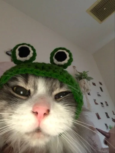 🐱 Стикер «kolelas cats» для Telegram