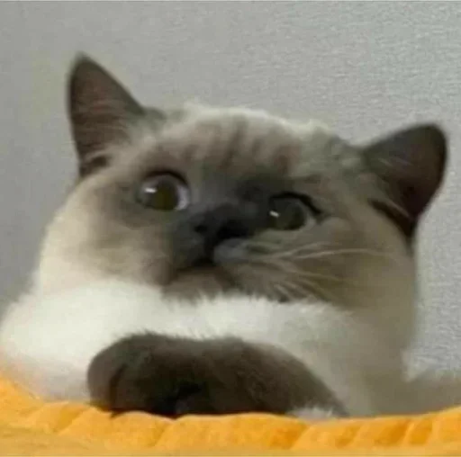 🪡 Стикер «kolelas cats» для Telegram