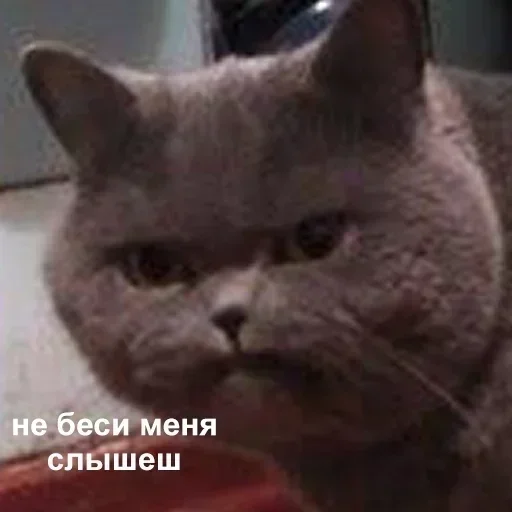 😡 Стикер «kolelas cats» для Telegram