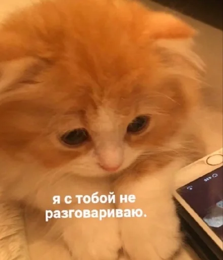 🐱 Стикер «kolelas cats» для Telegram