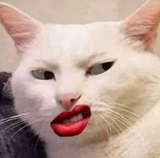 🐱 Стикер «kolelas cats» для Telegram