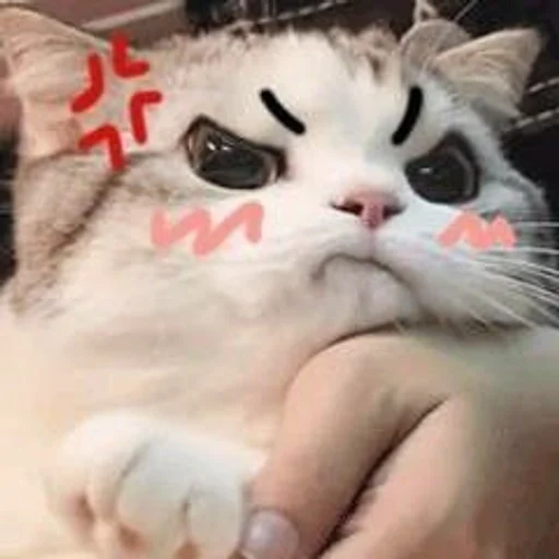 🐱 Стикер «kolelas cats» для Telegram