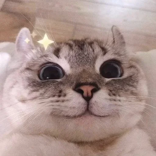 🐱 Стикер «kolelas cats» для Telegram