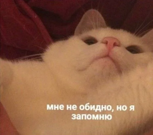 🐱 Стикер «kolelas cats» для Telegram