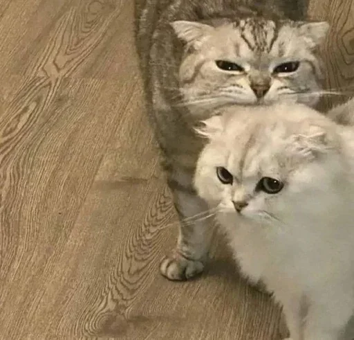 🌟 Стикер «kolelas cats» для Telegram