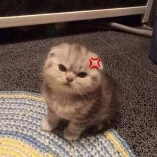 🐱 Стикер «kolelas cats» для Telegram