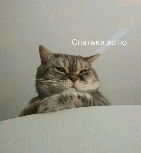 🐱 Стикер «kolelas cats» для Telegram