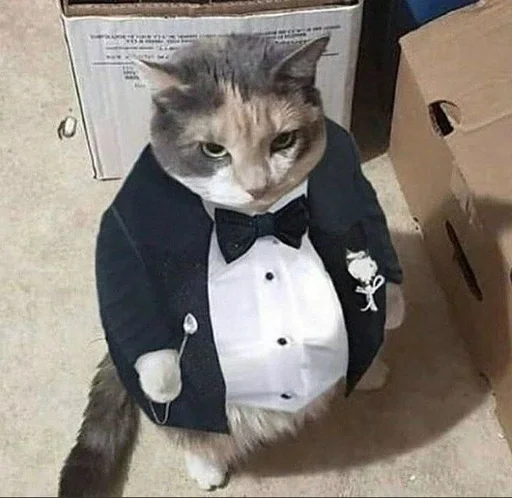 🐱 Стикер «kolelas cats» для Telegram