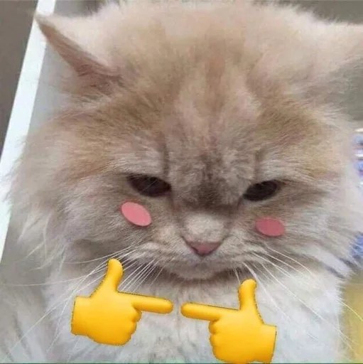 🐱 Стикер «kolelas cats» для Telegram