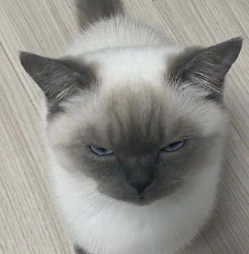 🐱 Стикер «kolelas cats» для Telegram
