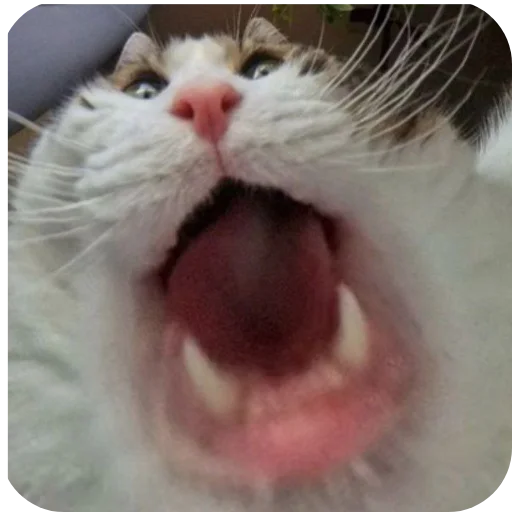 🐱 Стикер «Толик дядя 3000 Deluxe Edition» для Telegram