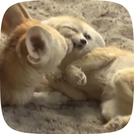 🌟 Стикер «fennec fox» для Telegram