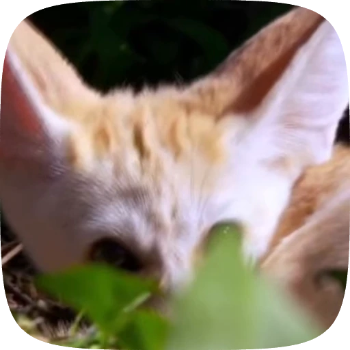 🌟 Стикер «fennec fox» для Telegram