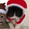 Стикер 2 парные статусы