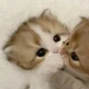 Стикер 18 парные статусы