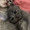 Стикер 4 парные статусы