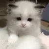 Стикер 19 парные статусы