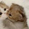 Стикер 17 парные статусы