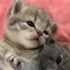Стикер 3 парные статусы