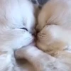 👩‍❤️‍👨 Эмодзи «» для Telegram