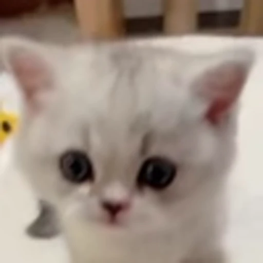 🚶‍♀️ Эмодзи «» для Telegram