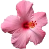 🌸 Эмодзи «Тропики» для Telegram