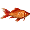 🐠 Эмодзи «Тропики» для Telegram