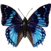 🦋 Эмодзи «Тропики» для Telegram