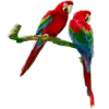 🦜 Эмодзи «Тропики» для Telegram