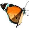 🦋 Эмодзи «Тропики» для Telegram