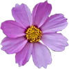 🌸 Эмодзи «Тропики» для Telegram