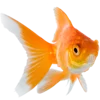 🐡 Эмодзи «Тропики» для Telegram