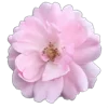 🌸 Эмодзи «Тропики» для Telegram