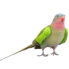 🦜 Эмодзи «Тропики» для Telegram