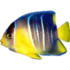 🐟 Эмодзи «Тропики» для Telegram